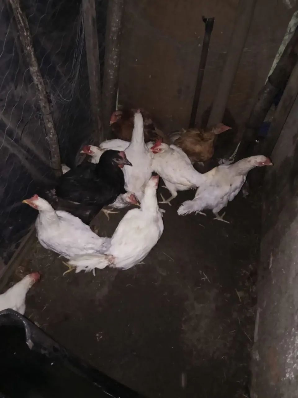 Galinhas poedeira e 1 galo - Foto 5