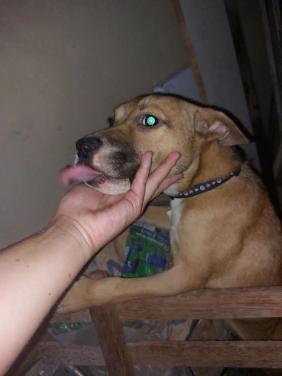 Doação, cachorrinha de 4 meses - Foto 3