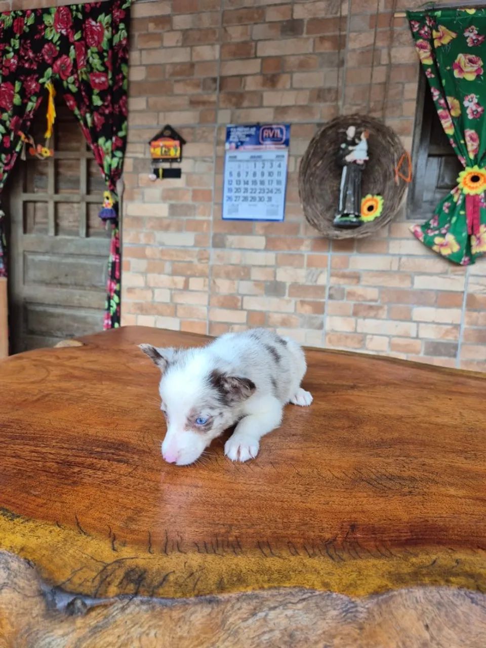 O BORDER COLLIE QUE FALTAVA NA SUA FAMÍLIA ESTÁ AQUI!