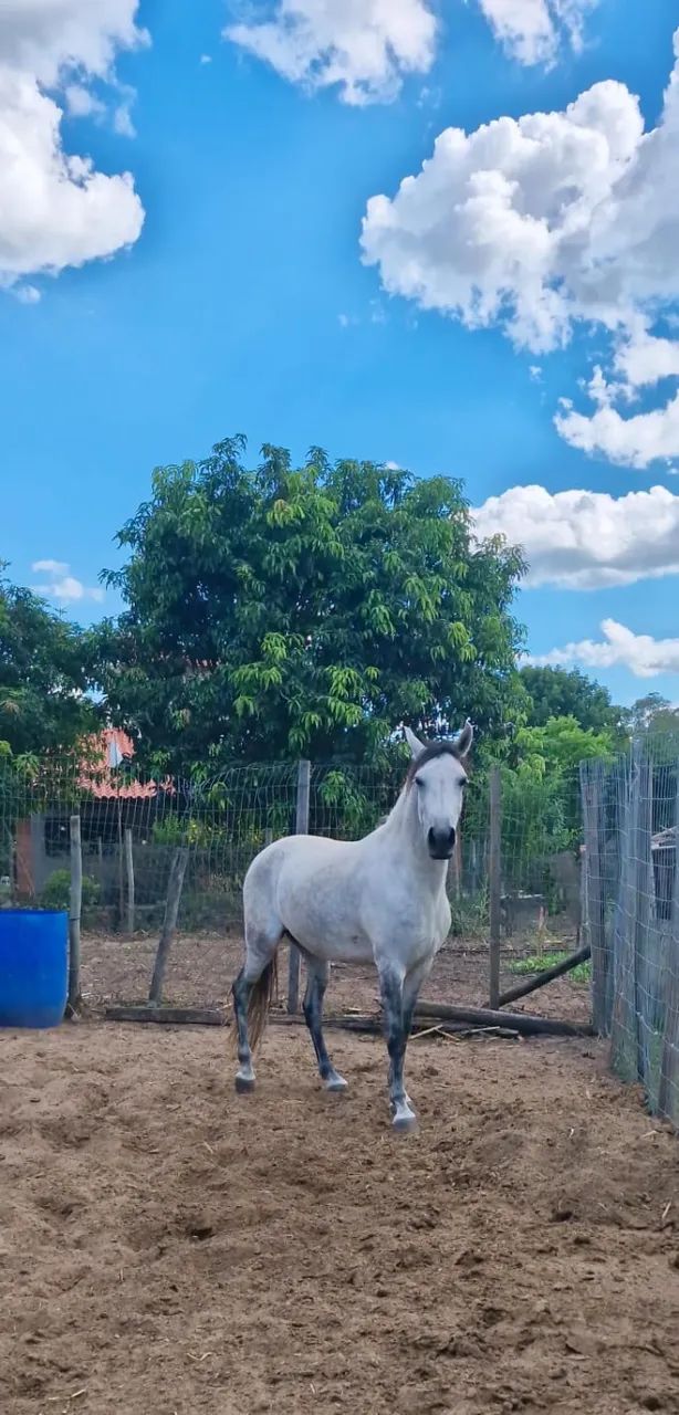 cavalo Manga larga marchador  - Foto 2
