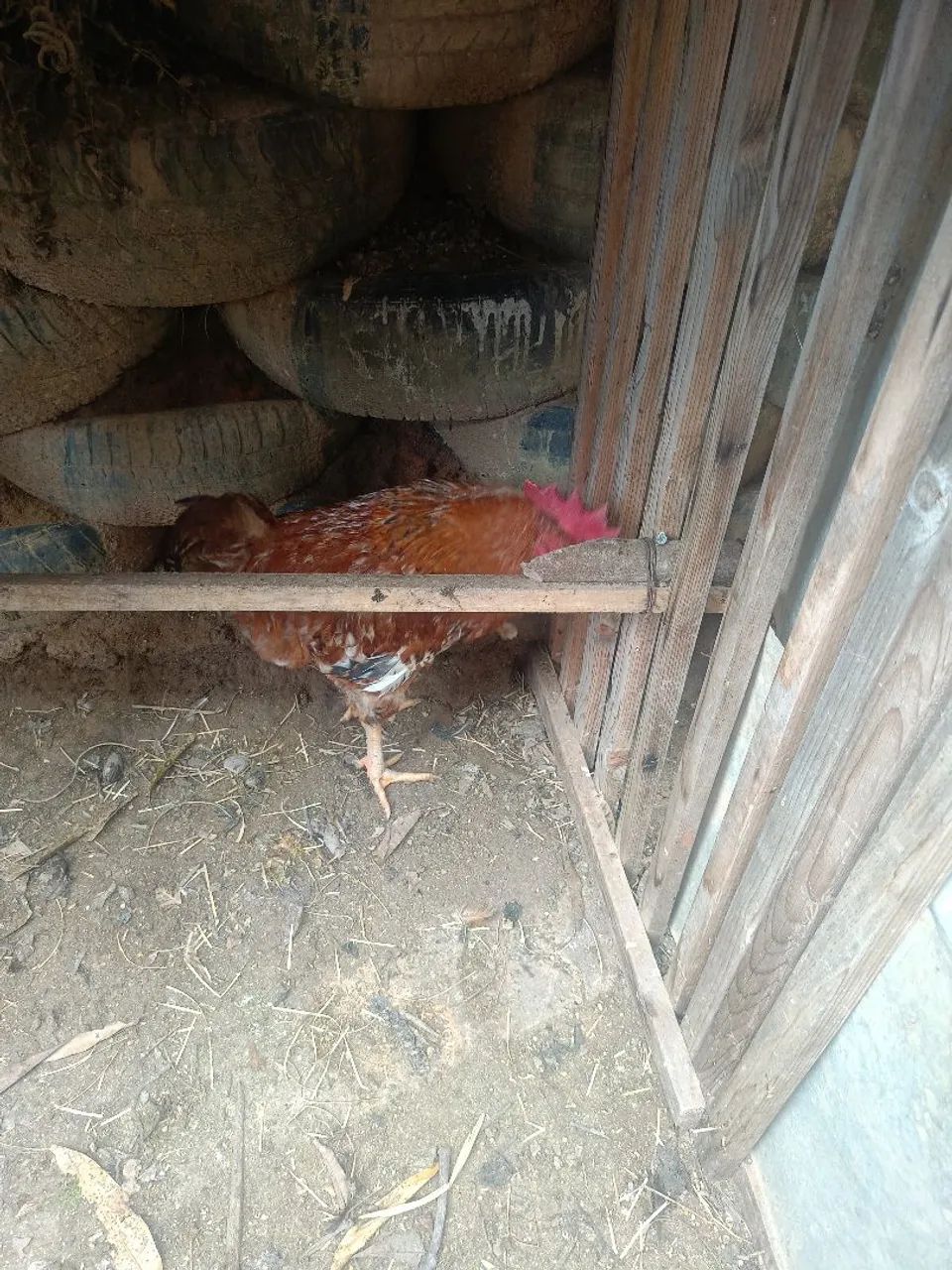Galo - Foto 2