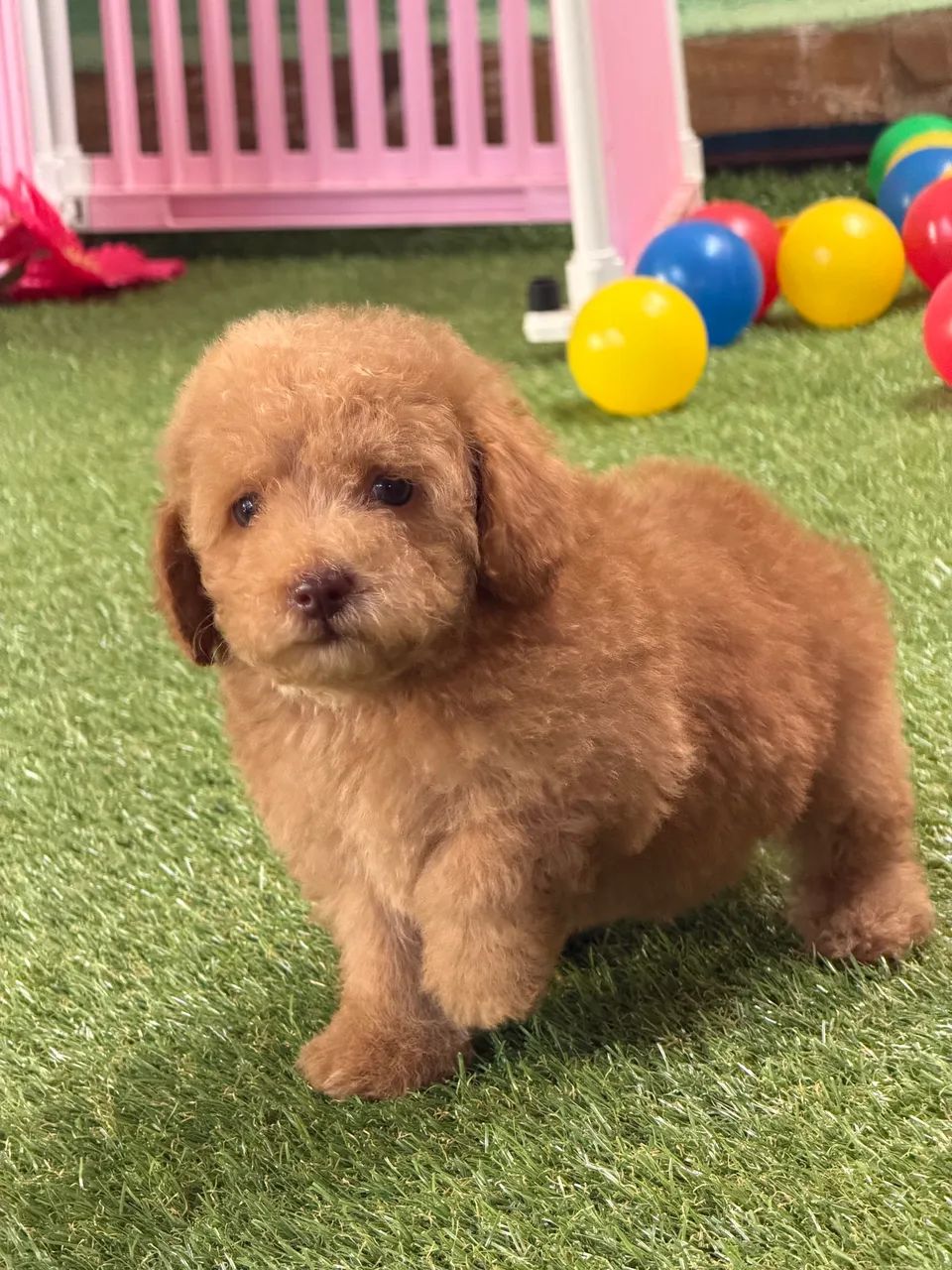 Poodle filhotes - Foto 4