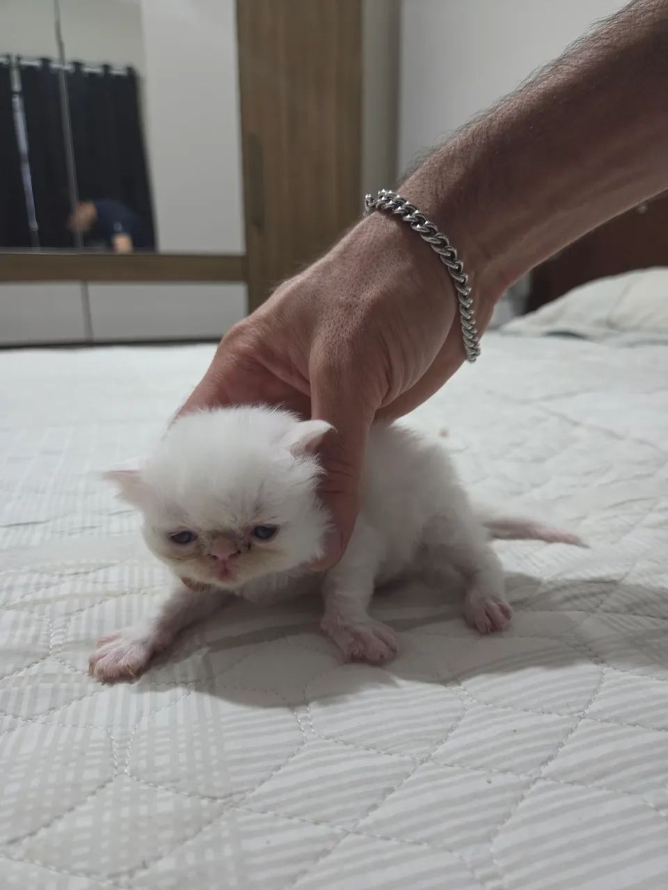 Filhotes Gato persa  - Foto 3