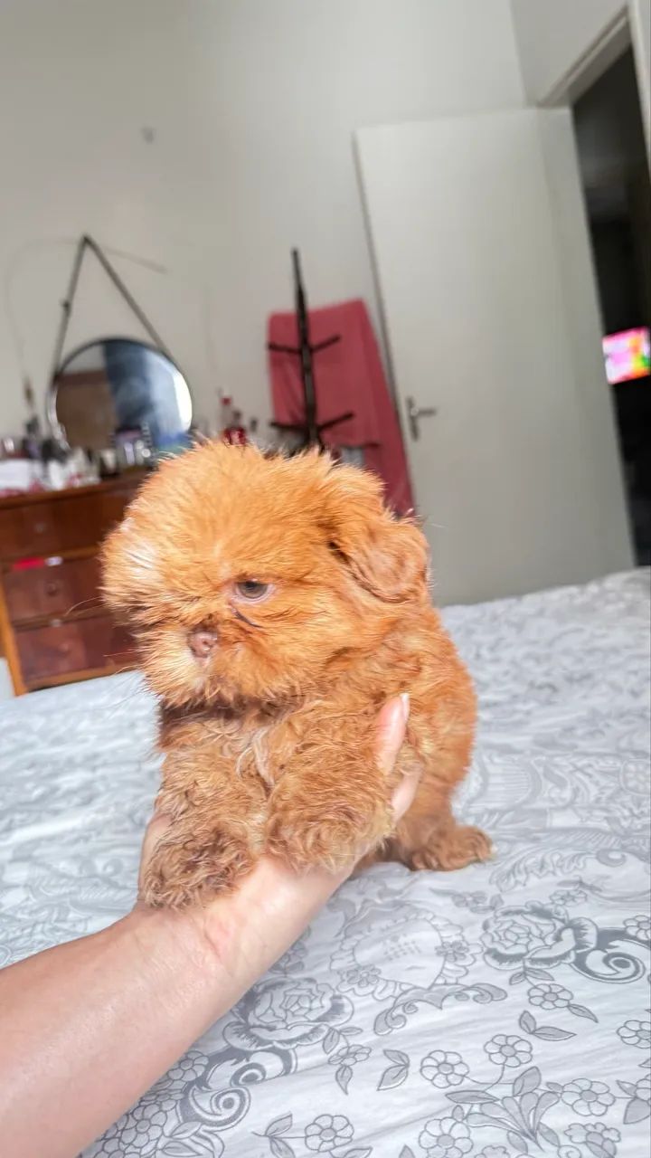 Shihtzu  - Foto 3