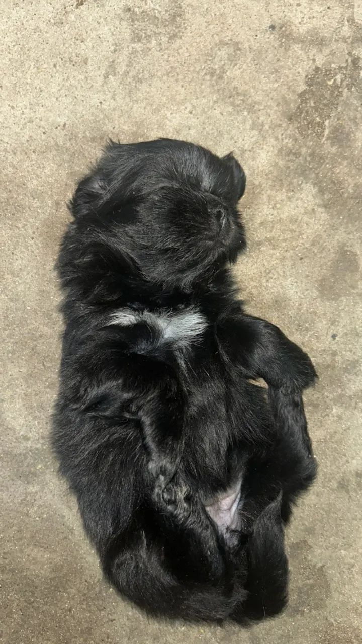 Shitzu - Foto 4