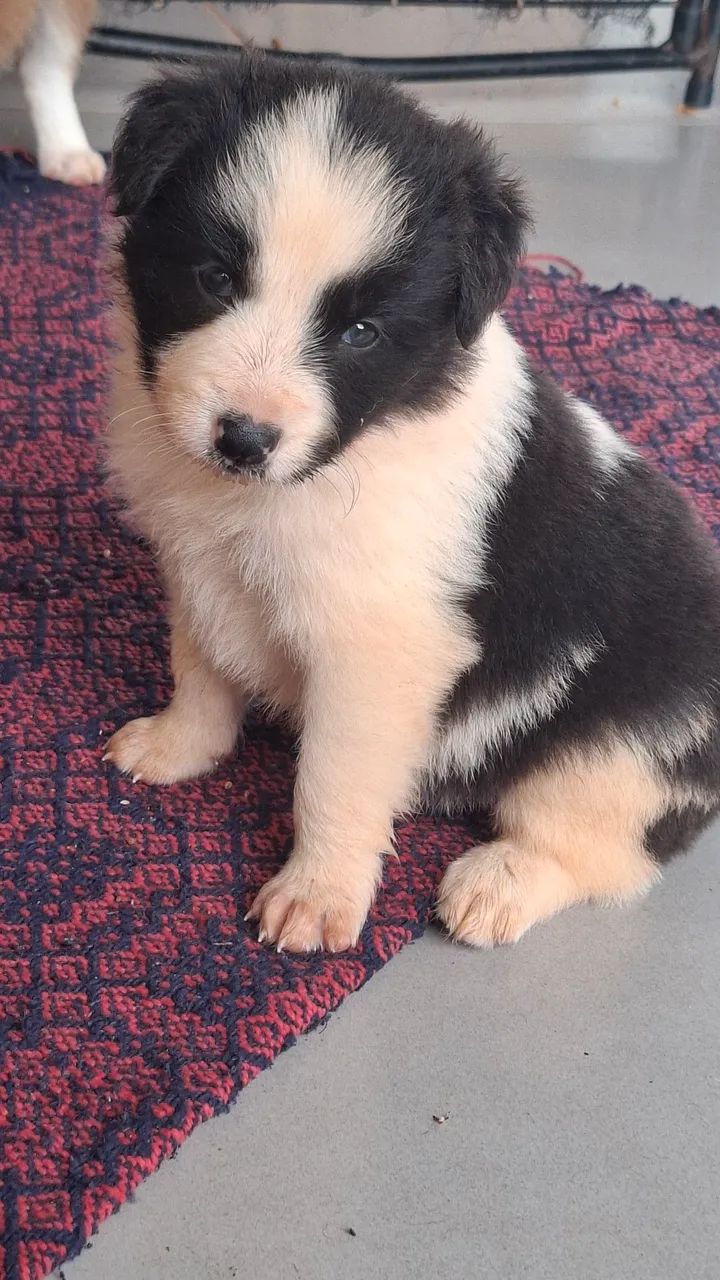 Fêmea com pedigree cbkc