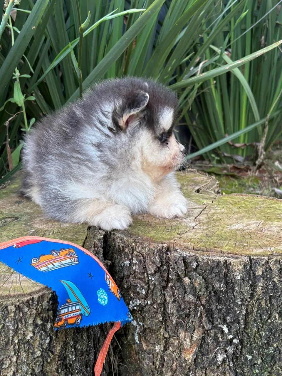 Pomsky f3 mini  - Foto 2