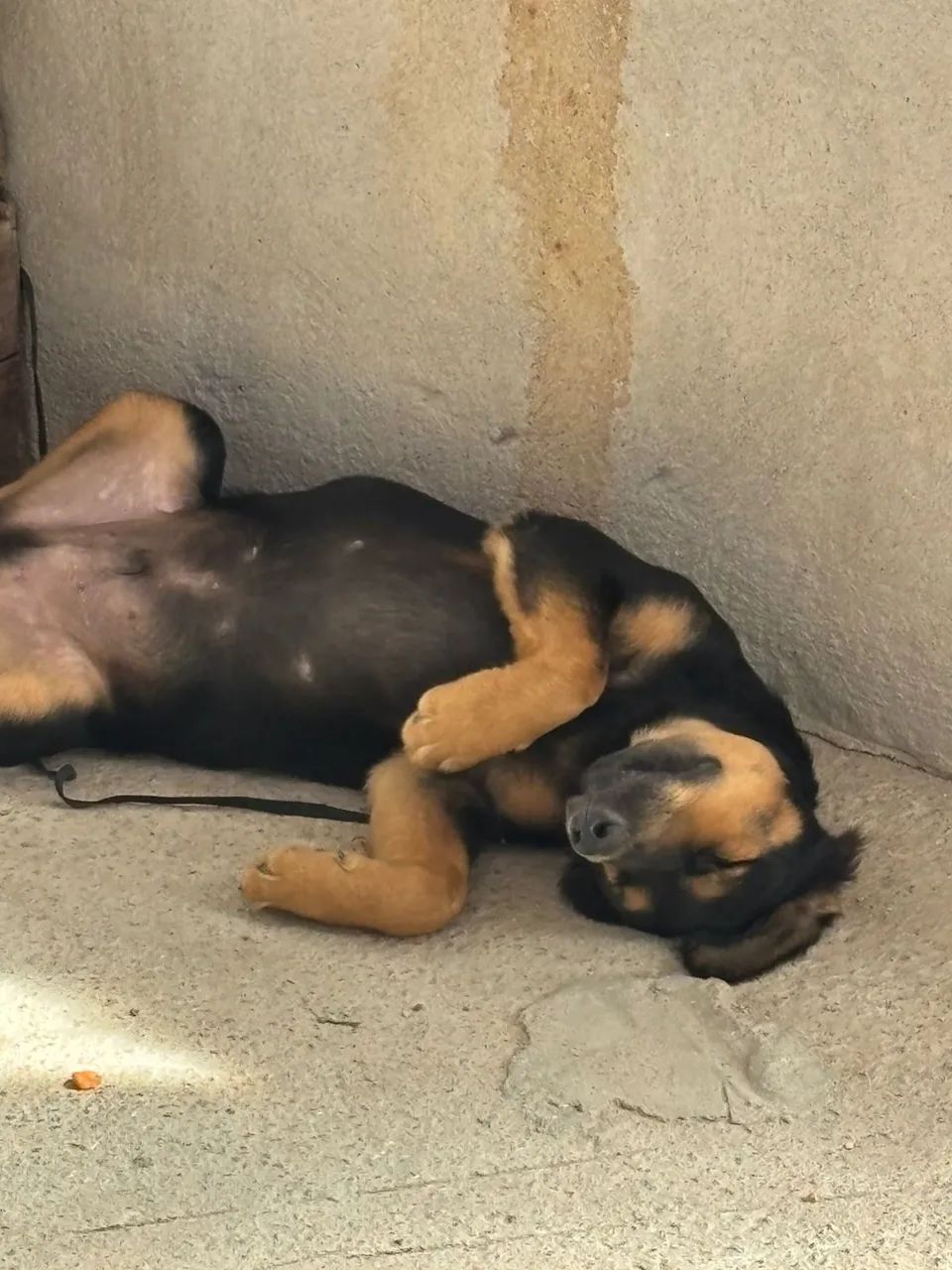 Doação cachorro macho  - Foto 5