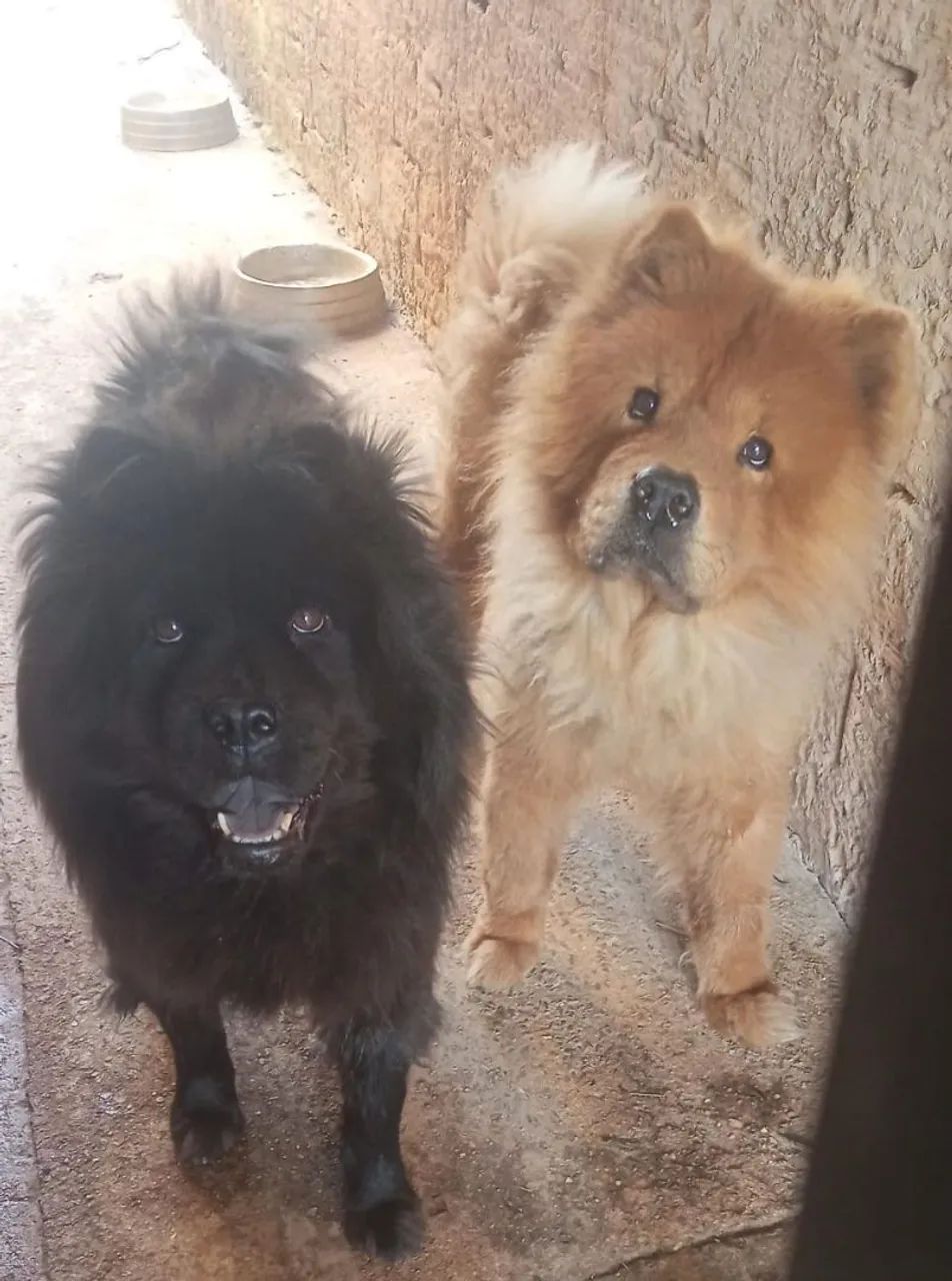 Doa se Chow Chow 