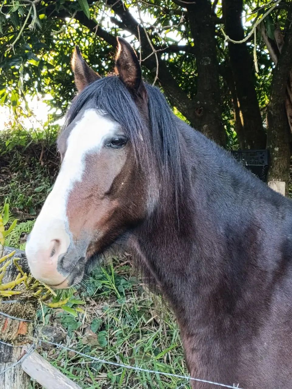 Cavalo/mula - Foto 4