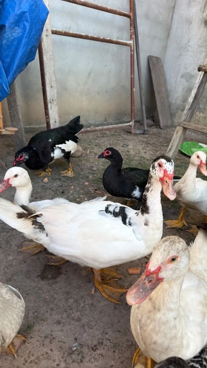 Pato - Foto 3