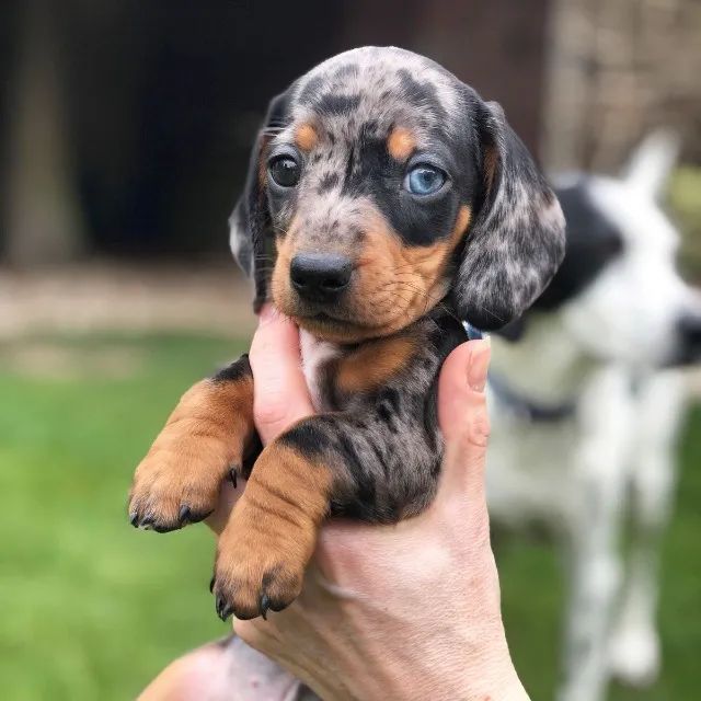 varias cores de basset daschund machos e femeas 