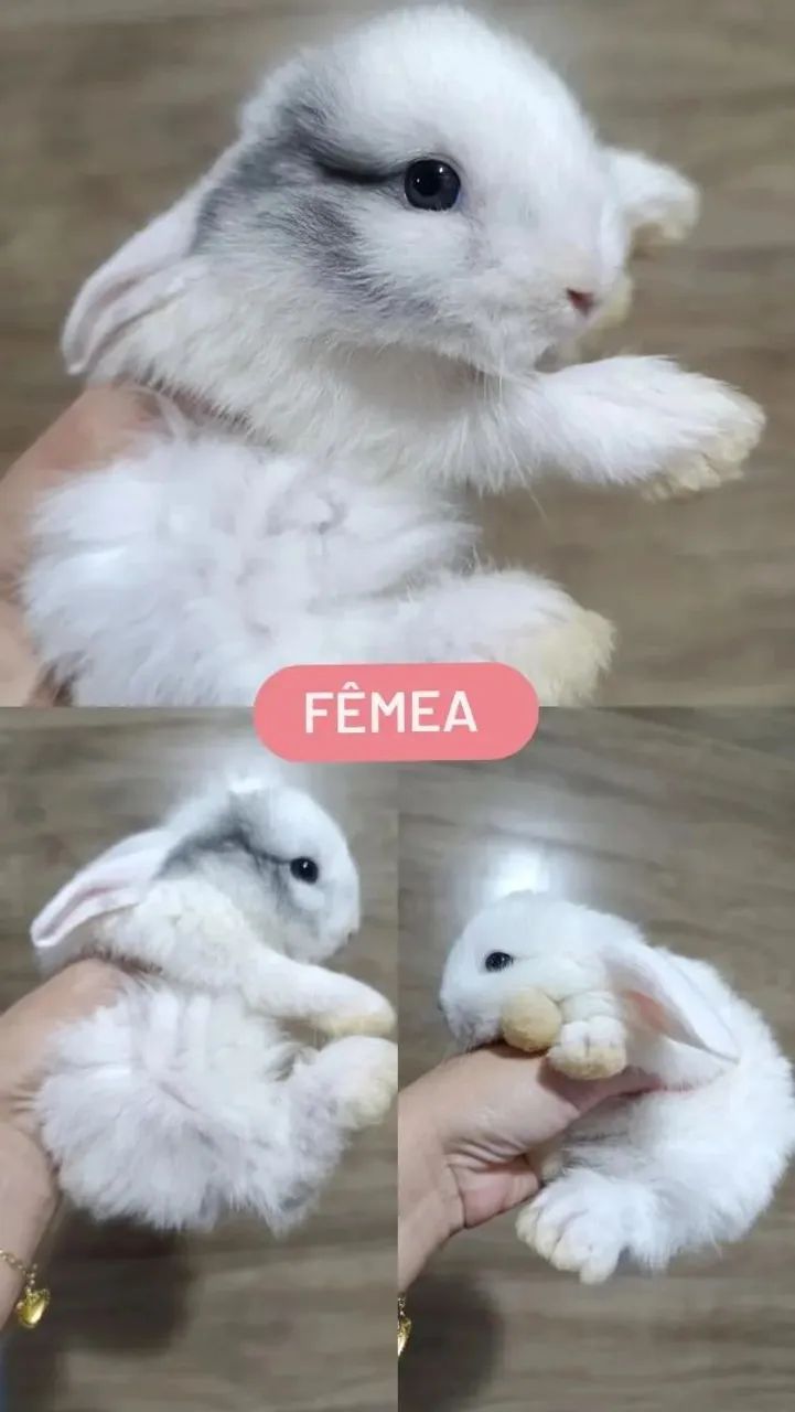 Coelho Mini Lop Uruguaio 