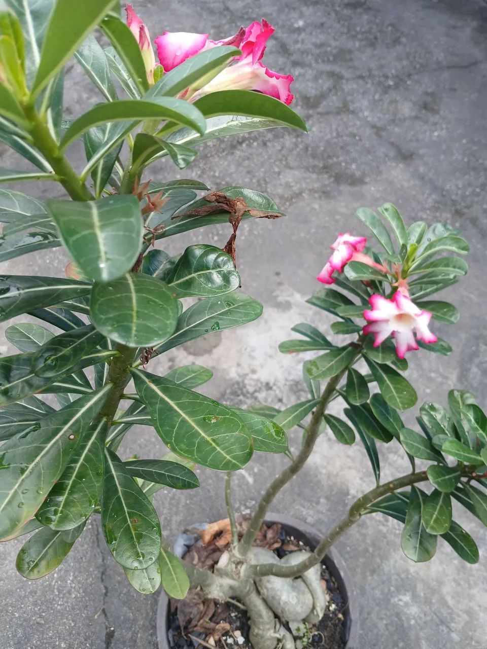 Planta Rosa do deserto  - Foto 2