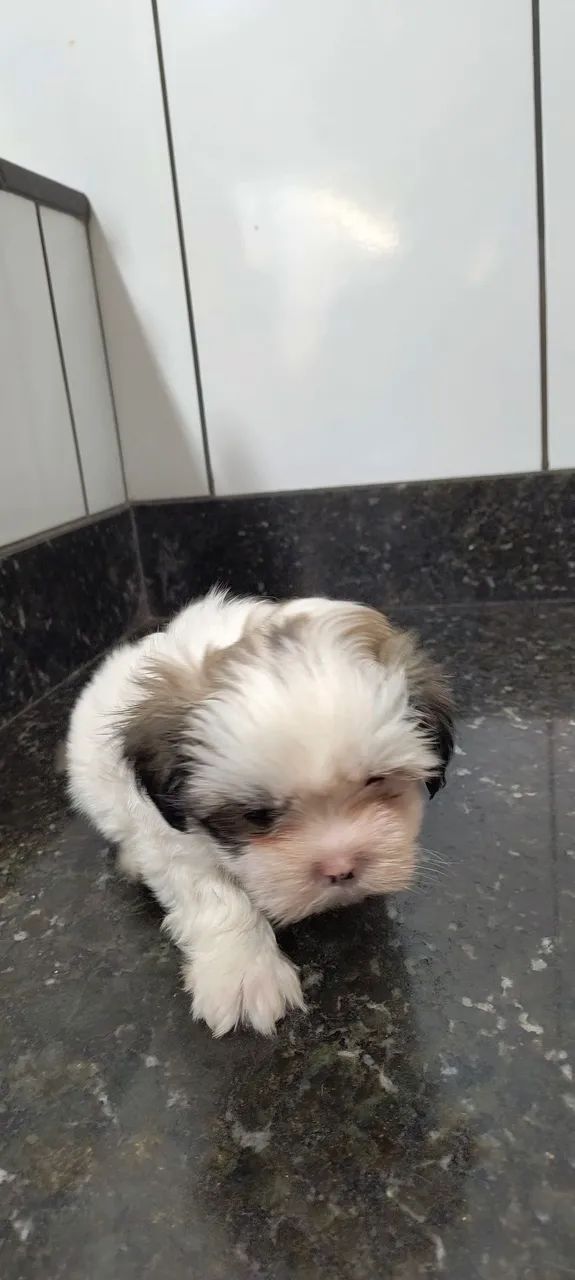 Filhotes de Shih tzu macho em Uberaba 