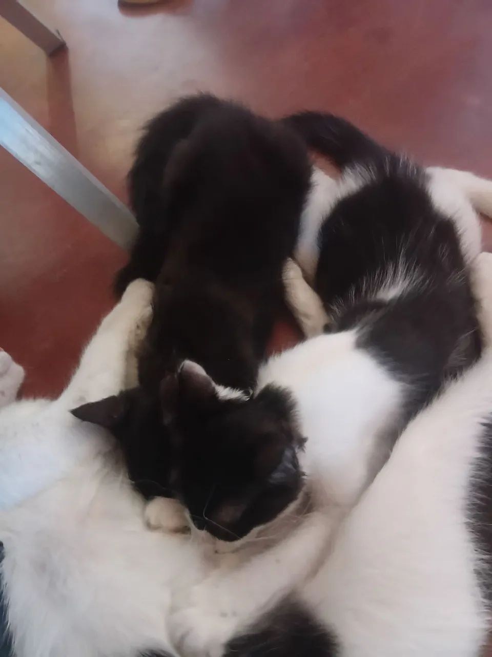 Gatos para doar - Foto 3