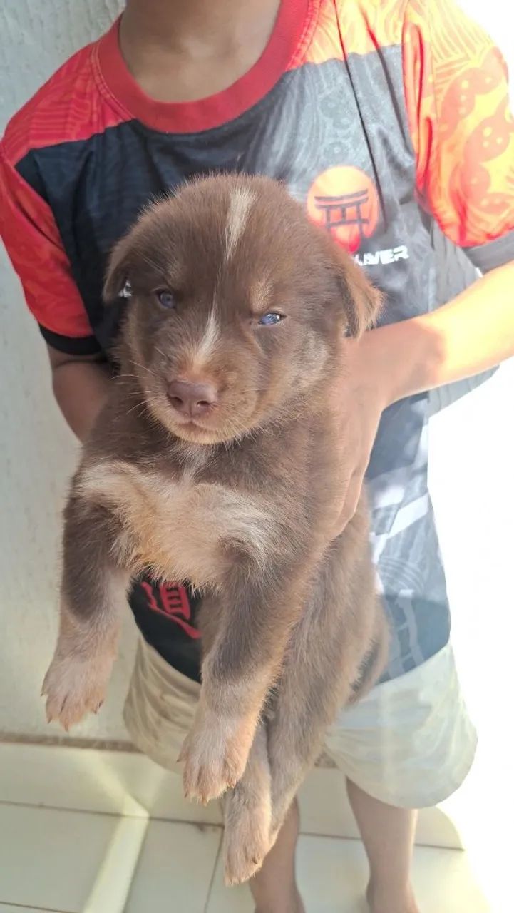 Husk siberiano  - Foto 3