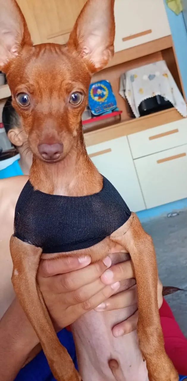 Cachorro  - Foto 3