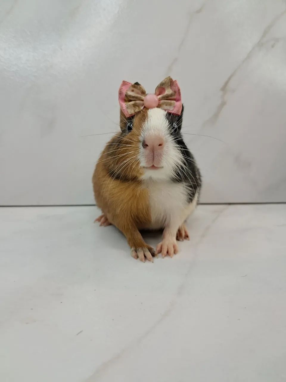 Porquinho da india