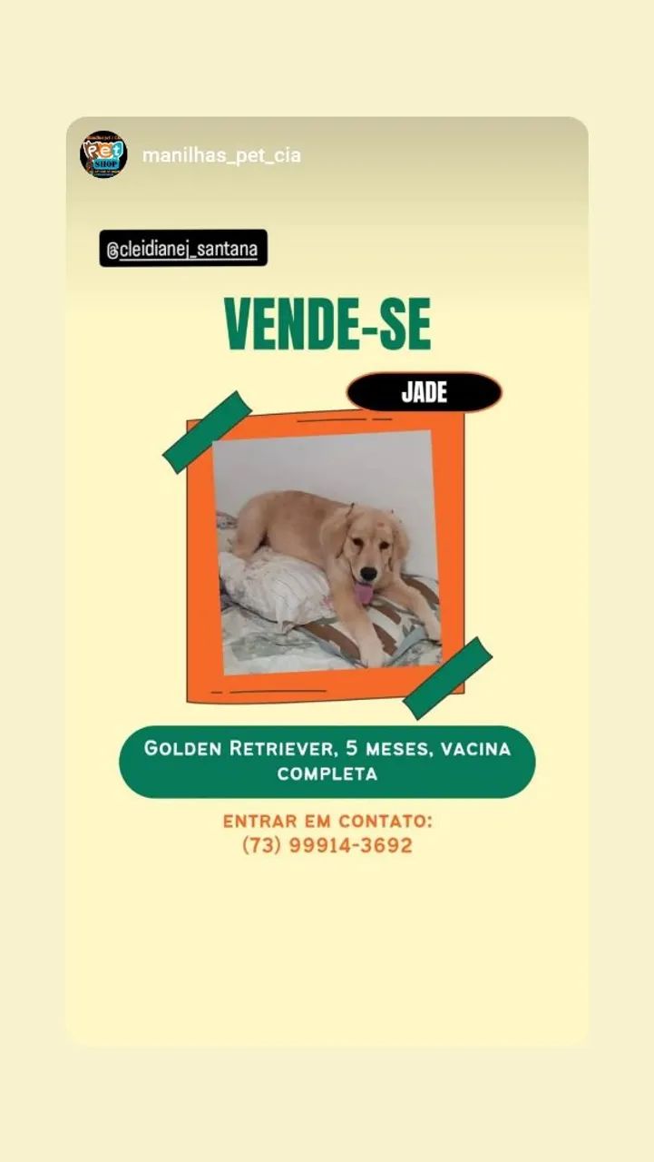 Filhote de cachorro 