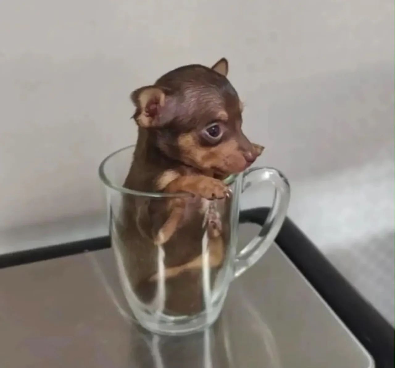 Pinscher mini  - Foto 5