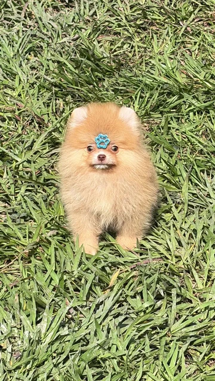 Spitz 