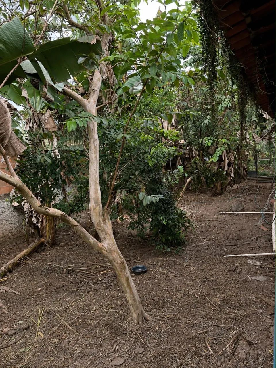 CASA COM EXCELENTE ÁREA COM POMAR  - Foto 5