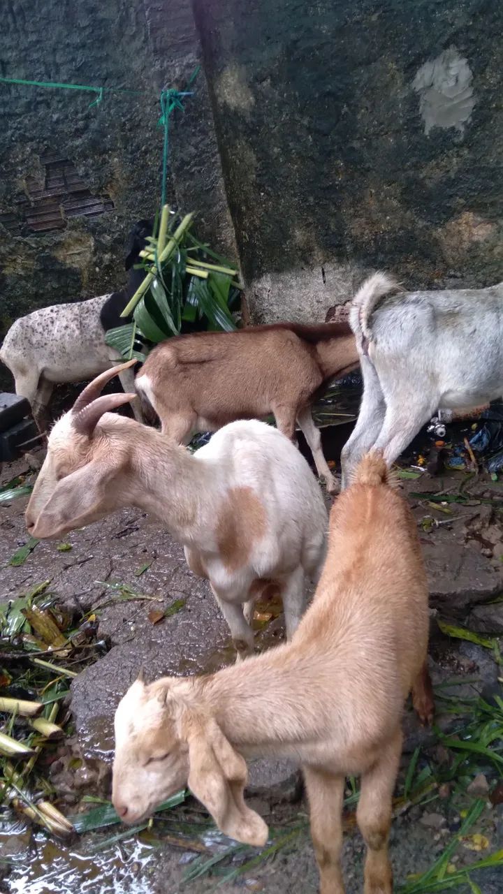 Animais a venda - Foto 4