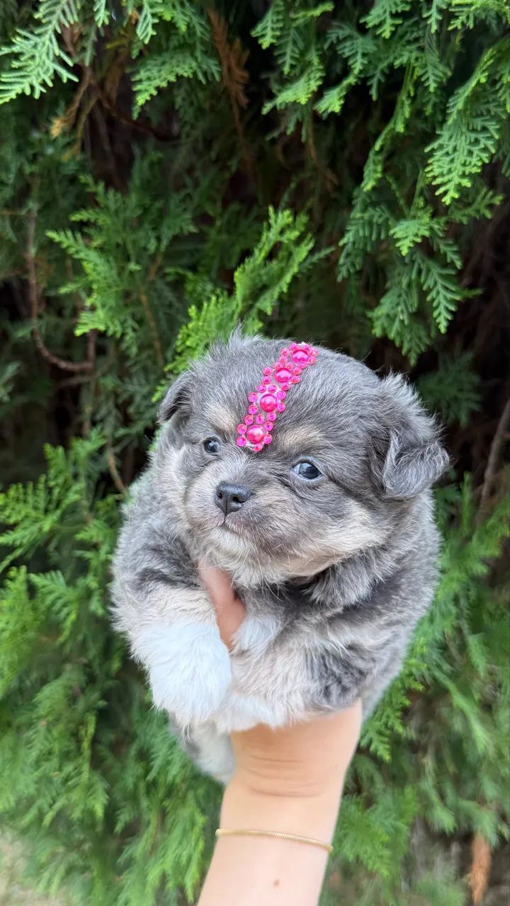 Chihuahua Fêmea Tricolor Blue Pelo longo