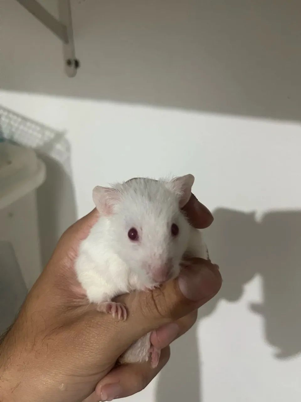 Hamster Sírio 