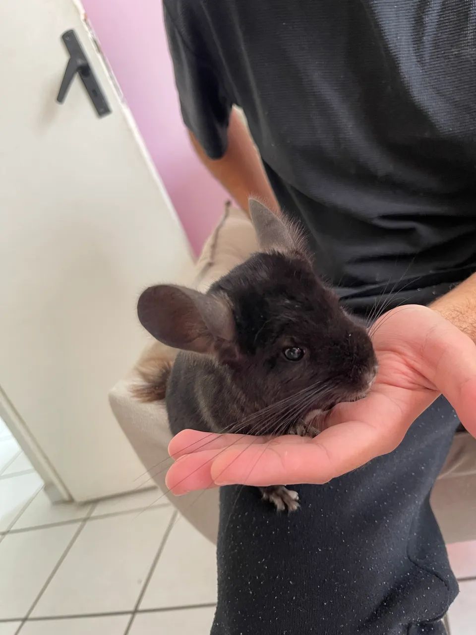 Animal - Foto 4