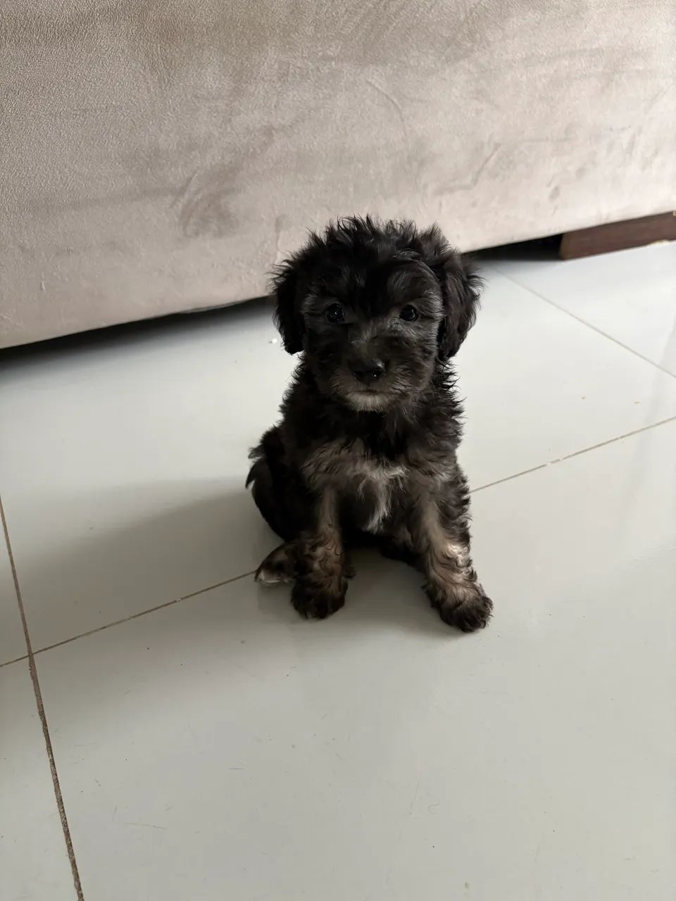 Vendo poodle  - Foto 3