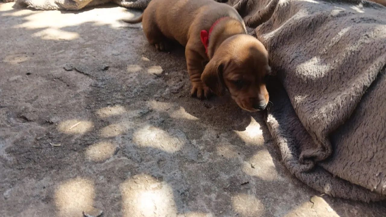Daschund  - Foto 4