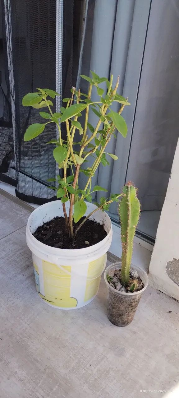 Manjericão + cacto  - Foto 5