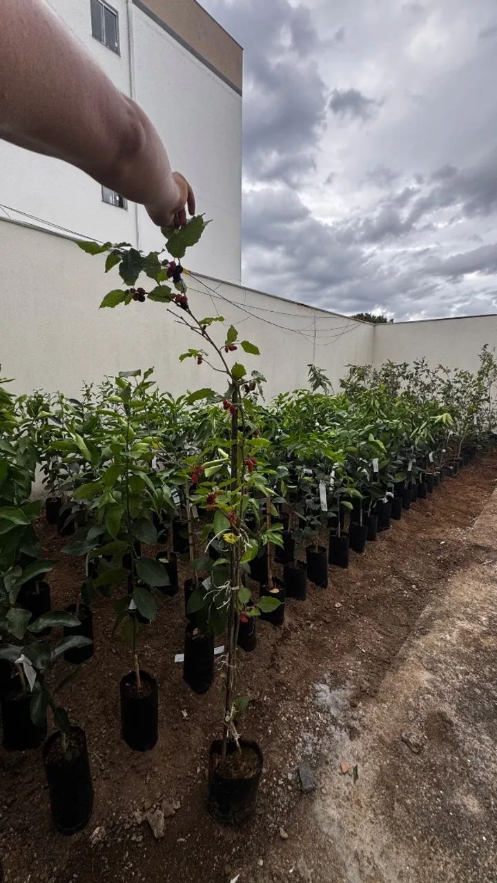 diversas mudas frutíferas  - Foto 3
