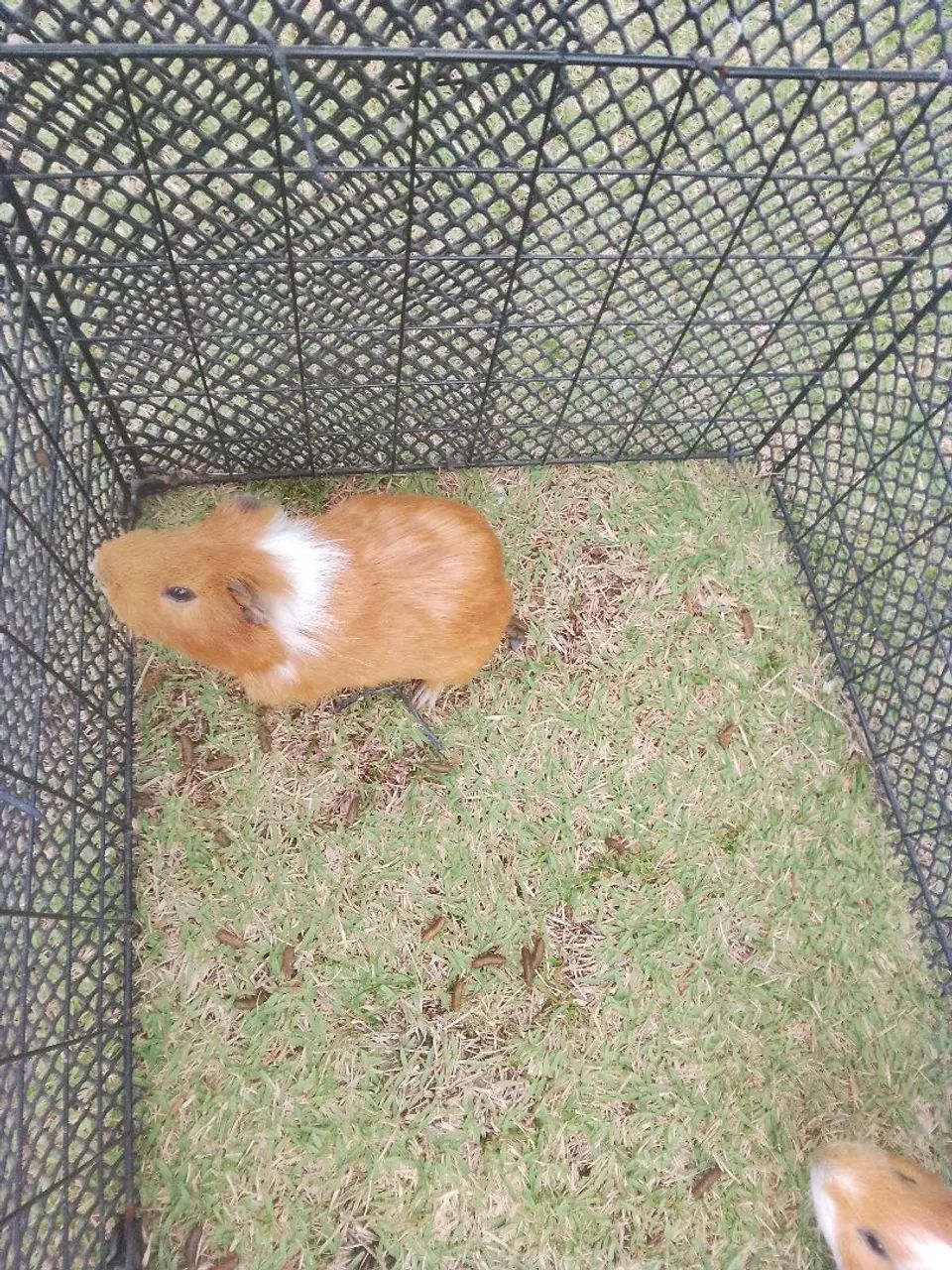 Porquinho da índia  - Foto 3