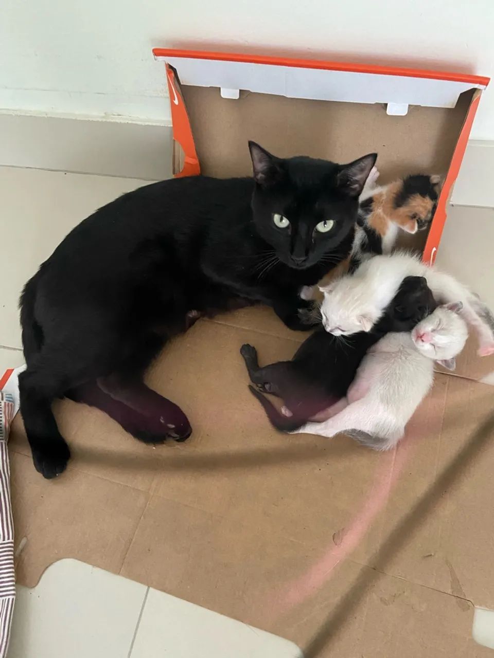 Gatinho