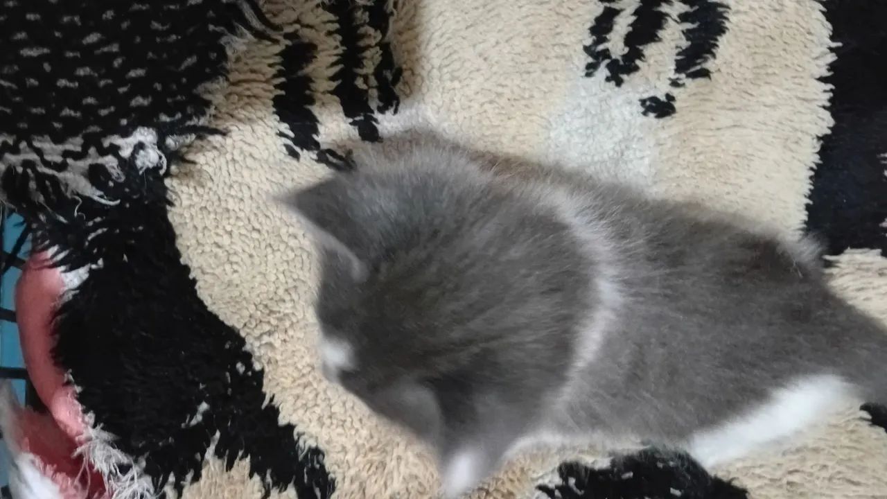 Lindos Filhotes de gato Raça Maine  - Foto 4