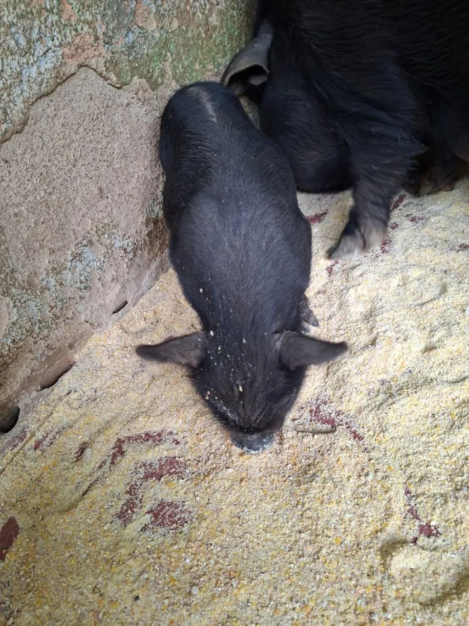 porco baé - Foto 3