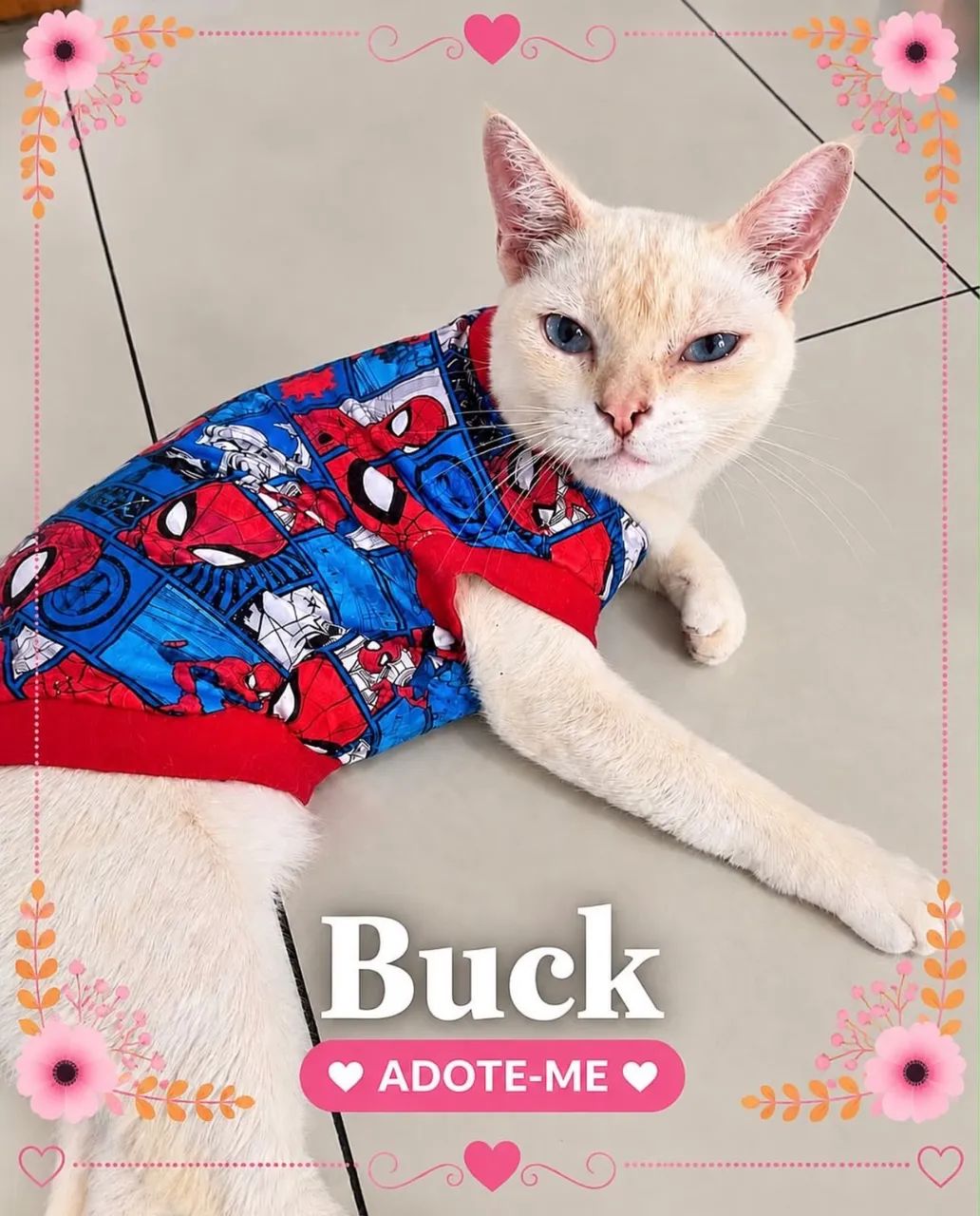 Gato para adoção 