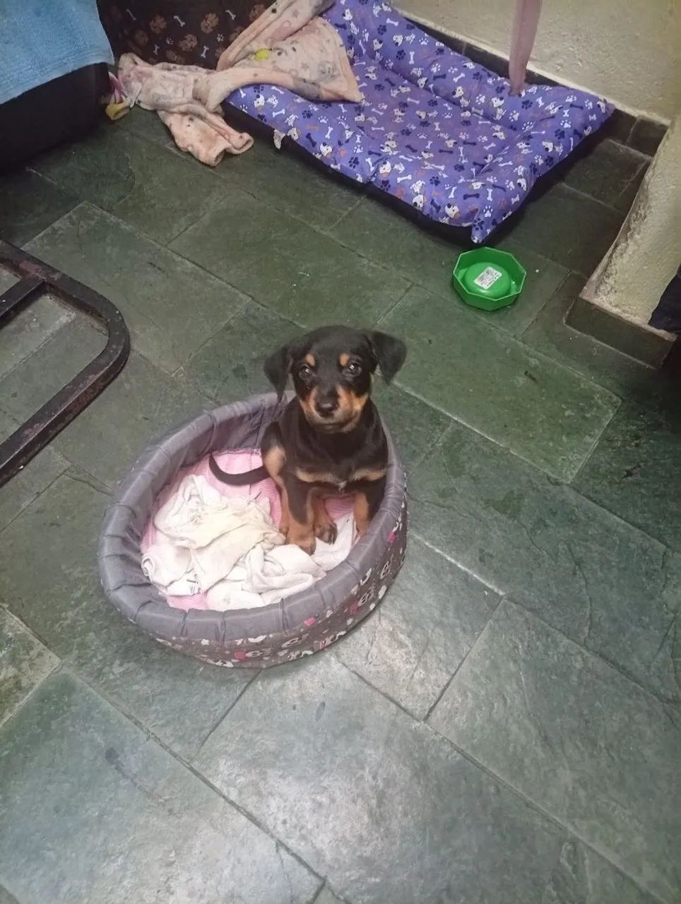 Doa-se Cachorro - Foto 2