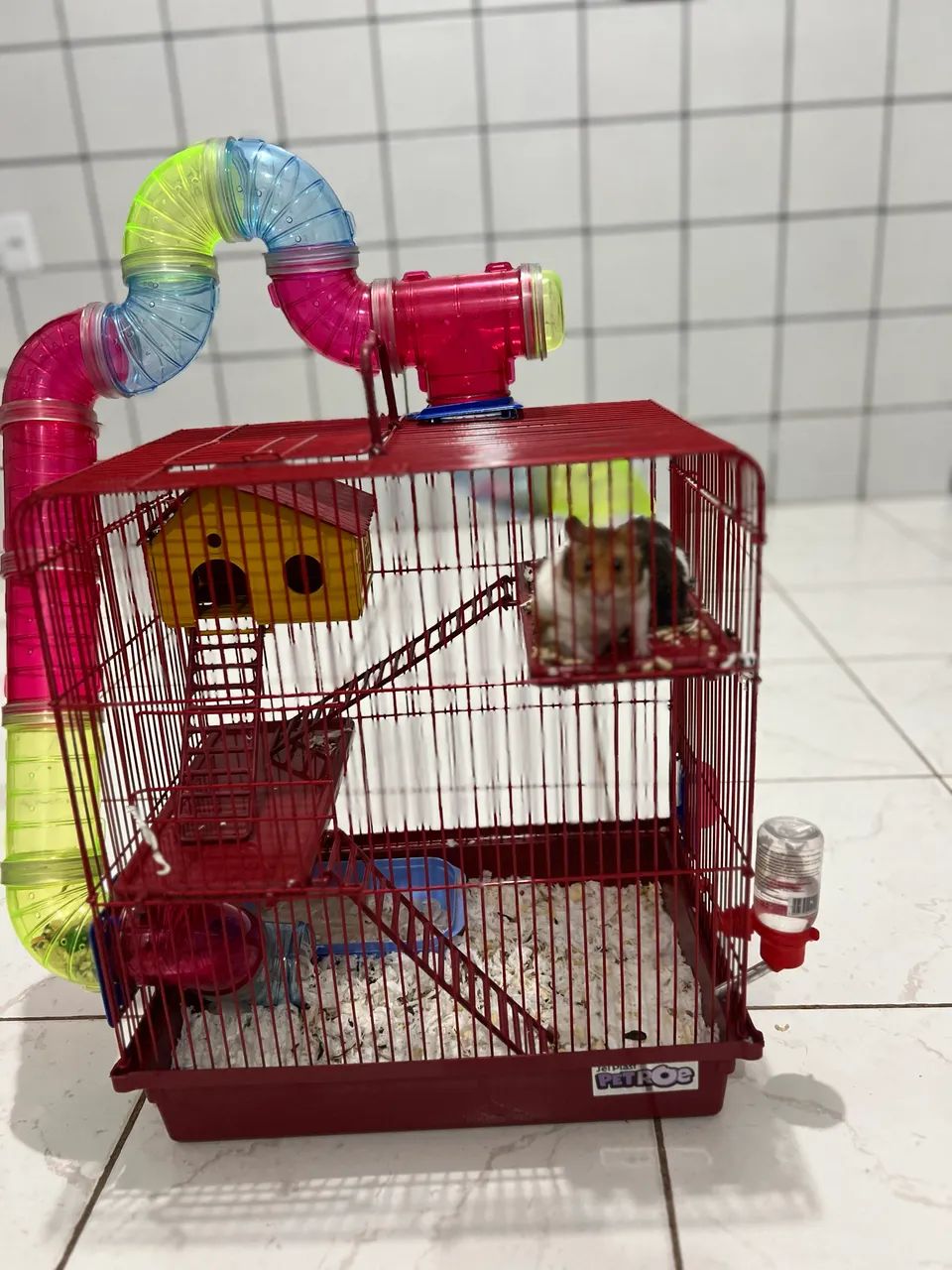 Hamster - Foto 5