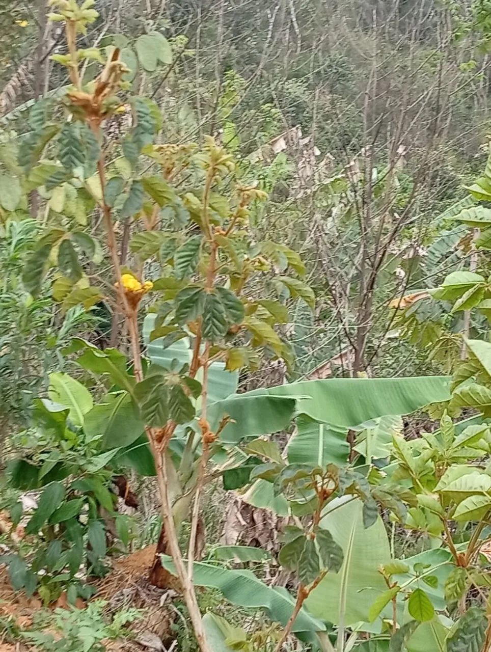 Chacara em Melgaço Domingos Martins  - Foto 4