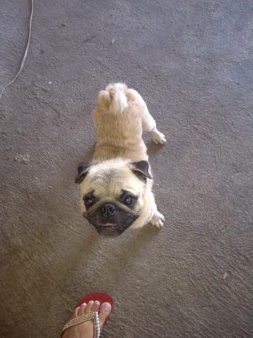 Vendo pug macho com pedigree