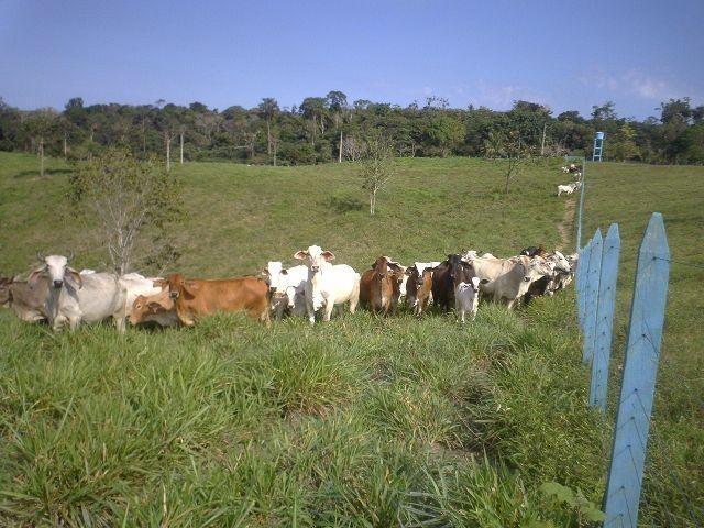 Fazenda na AM 010 - Foto 2