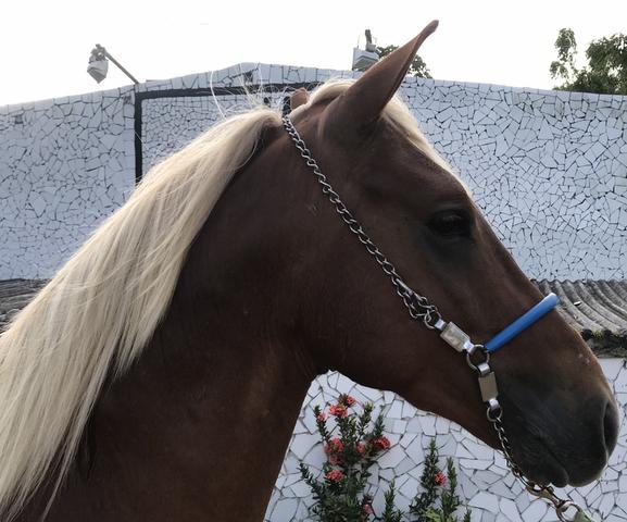 Cavalos a venda no haras Feijó , aluguel de baias e cursos diversos