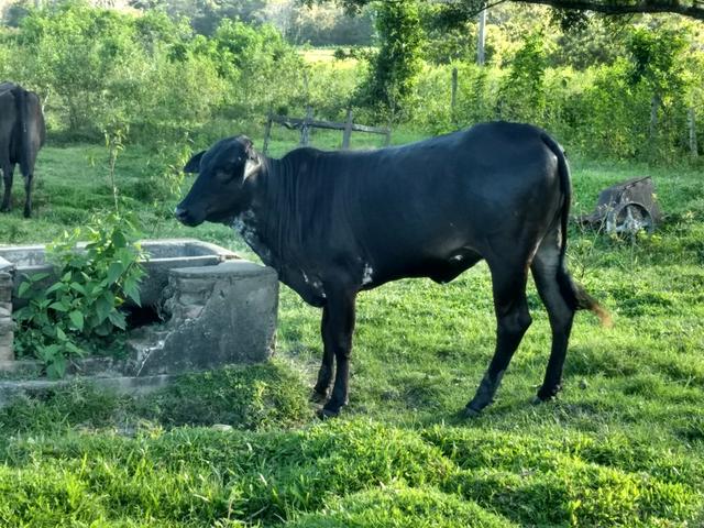 Vendo novilhas e vacas de leite - Foto 3