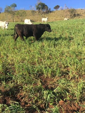 Fazenda de 63.4 Alqueires. 40 Alq mec .20 Alq de Pasto .Nova Laranjeiras - PR - Foto 10