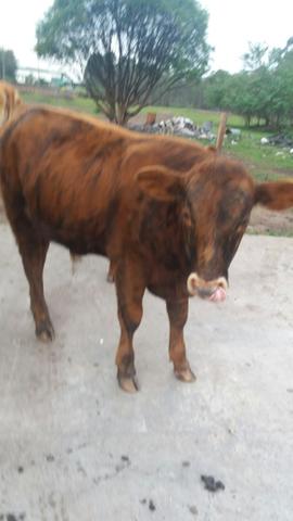 Terneiros red angus