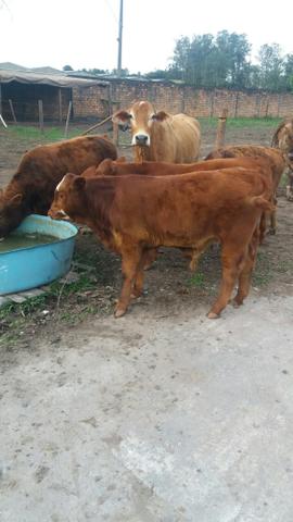 Terneiros red angus - Foto 4